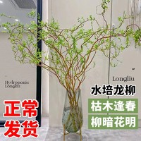 88VIP：德沃多 龙柳鲜枝切花 水培植物 0.8米高 5枝