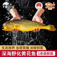 黄小渔宁德深海冰鲜野化大黄鱼350g/条 黄花鱼生鲜鱼类海鲜源头直发