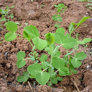 种菜记 肥仔豌豆苗种蔬菜甜脆豌豆种籽尖芽苗菜种子四季春季碗豆种 豌豆苗50克