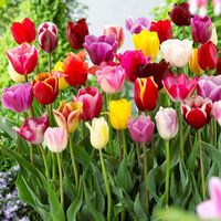 左家花园5个郁金香种球大球自然球 荷兰郁金香种子水培土培耐寒花卉 郁金香混色15球 图片仅参考 周长12+cm