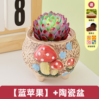 多肉植物大颗好养盆栽室内外办公室桌面懒人植物桃蛋多肉清仓含盆