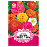 凤鸣雅世百日草花种子混色百日菊花籽四季开花景观种子混色百日草种子10克