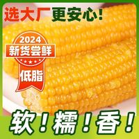 百亿补贴：东北农嫂 糯玉米棒香粘黏糯非转基因×8根