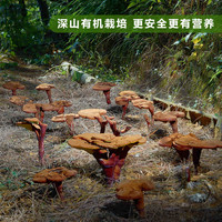 天下泽雨 霍山赤灵芝孢子粉中老年官方旗舰店正品细粉24克