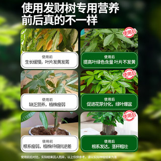 德沃多肥料发财树植物营养液500mL绿植盆栽养花肥料有机肥园艺液体肥叶面肥 发财树营养液500mL