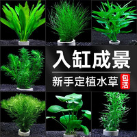 移动端、京东百亿补贴：crazy aquatic plants 疯狂水草 鱼缸水草植物净化水质绿种植环造景套餐配20-30缸源头直发包邮