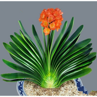 花e流 君子兰盆栽 室内植物 12-14片叶子