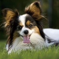 宠悦奇 蝴蝶犬超萌狐狸犬中华田园犬网红可爱小花狗狮子犬忠诚狗活体小狗