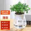 MOYi 墨一 薄荷盆栽玻璃盆新鲜薄荷叶室外好养公室桌面易活植物 薄荷玻璃盆