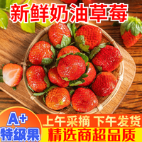 晟容果蔬草莓99红颜草莓新鲜甜奶油四川大凉山草莓现摘应季当季时令水果生 净2.5斤精选装小果【单果8g+】 酸甜多汁