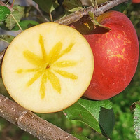 菲农山东丑苹果 9斤 果径85-90mm 脆甜富士苹果 新鲜水果礼盒