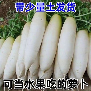 新鲜白萝卜农家自种洗净可腌制泡菜可生吃新鲜纯天然蔬菜y