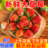 晟容果蔬大草莓99红颜草莓新鲜甜奶油大凉山草莓现摘应季当季时令水果生鲜 5斤 带箱礼盒装臻选特大果 酸甜多汁