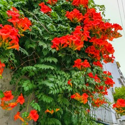 芙絮居 凌霄花苗室内外栽种爬藤攀援植物花卉庭院别墅绿化耐热耐寒 凌霄4年苗 不含盆