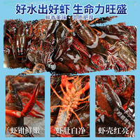 5斤装567钱特大小龙虾洪湖稻田虾青鲜活虾清水养殖青虾红壳！