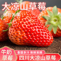 时鲜汇大凉山草莓新鲜 高山露天种植现摘现发 农家草莓产地直发 3斤单果12g+丨净重