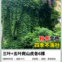 庞贸 PSH2511 爬山虎树苗 攀援花卉 颜色分类：⭐限时特惠⭐三叶+五叶爬山虎各6棵 +专用肥（当年爬满墙 秋冬变色）
