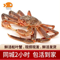 【活鲜】喵和渔 鲜活松叶蟹 俄罗斯板蟹长脚蟹海鲜水产大螃蟹 2.7-3.0斤/1只