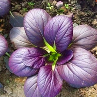 种菜记 紫色小油菜种子 小白菜种籽孑四季紫叶油菜青菜阳台盆栽蔬菜籽 紫玲油菜种子5克
