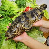 豪客仕石斑鱼野外生长海捕龙胆珍珠斑 老虎斑生鲜鱼类海鲜smzdm 净重 5斤 1斤左右/条 海捕石 斑鱼