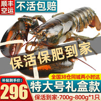 首鲜道【活鲜】波士顿龙虾鲜活波龙 大龙虾海鲜鲜活礼盒大虾中秋礼盒 大龙虾*1只