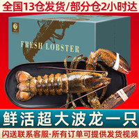 首鲜道【活鲜】波士顿龙虾鲜活波龙 大龙虾海鲜鲜活礼盒大虾中秋礼盒 超大号1只【6-6.2斤】