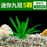 crazy aquatic plants 疯狂水草 九冠草鱼缸水草植物净化水质水生水培绿植小九冠5颗包邮源头直发