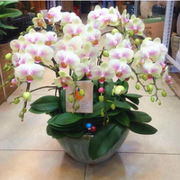 农民老史 粉玉 蝴蝶兰花苗盆栽 室内阳台客厅花卉植物