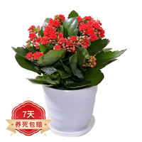 若绿 长寿花盆栽带花苞