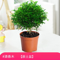 小冤家清香木胡椒木驱蚊室内好养净化空气四季常青盆景绿植 3年清香型苗（原盆原土）+肥料 含盆