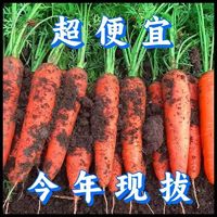 others 其他 无品牌 山东省 胡萝卜 带箱一斤中小果