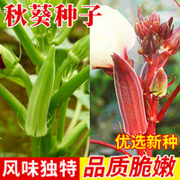 种菜记绿秋葵黄秋葵种子秋葵苗水果秋葵籽四季蔬菜阳台盆栽羊角葵可生食 红秋葵种子5克/袋
