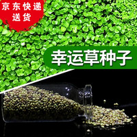 鱼麒麟 水草鱼缸水草种子水培植物直接入鱼缸造景水草籽种子 幸运草种子