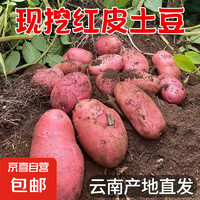 JX 云南红皮土豆 高原黄心土豆 2斤装 单果3两起