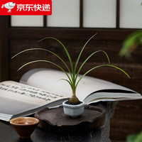 八芽海岛罗汉松指尖微型盆栽桌面小绿植迷你拇指好养植物源头直发 迷你酒瓶兰（拇指白盆） 陶瓷盆-带盆栽好