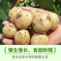 京喜加 新鲜黄心土豆农家自种黄皮马铃薯黄心洋芋新鲜蔬菜 2斤