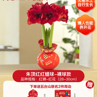 花点时间 REFLOWER朱顶红蜡球重瓣蜡封朱顶红大种球礼盒新年年宵花好养绿植