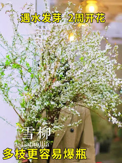 八芽 重瓣雪柳干枝支鲜枝水养插花水培植物鲜花卉室内盆栽绿植龙柳好活 精品雪柳10支 不含盆