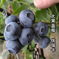 玥缪 蓝莓树果苗 尤瑞卡蓝莓5年苗