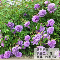 花本花 耐寒蔷薇花苗爬藤四季开花室内盆栽室外藤本月季玫瑰花卉易活植物 蓝色阴雨  爬藤  精品花苗