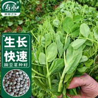 寿禾 脆嫩豌豆尖种子豆苗春季蔬菜种籽 潍育系列脆嫩2号豌豆尖种子50g