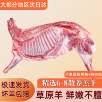 PLUS会员：柒岛 原切10斤半羊羊肉羊前腿羊后腿烧烤羊蝎子生鲜肉类带肉多手抓羊排 半只羊10斤