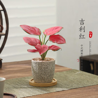 八芽 如意盆栽吉利红室内好养花卉小绿植办公桌面植物盆景源头直发 星徽渐变盆-竹底托 带陶瓷盆栽好