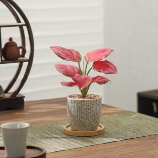 八芽 迷你吉利红-星徽渐变盆-竹底托 带陶瓷盆栽好