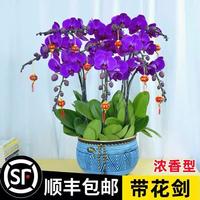 雅昶家具 YA CHABG FURNITURE 蝴蝶兰花苗带花剑带花苞盆栽兰花大苗客厅室内植物花卉四季好养活