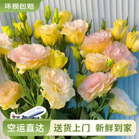 云南鲜花批发品质玫瑰百合水养鲜切花送女友生日礼物源头直发 香槟色洋桔梗200g 