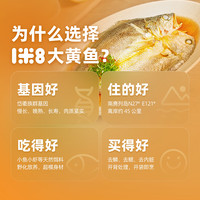 一米八深远海大黄鱼三去黄花鱼新鲜冰冻黄鱼海鱼东海大黄花鱼1米8