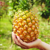 蹊蹊的小菜园 广东 徐闻菠萝 10斤