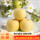东方玘缘 DFQY 山东烟台栖霞奶油富士苹果 9斤