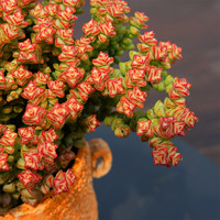 多肉植物 小米星群生多头整盆肉肉植物盆栽室内四季花卉办公绿植